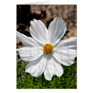 White Cosmos OBS Kort
