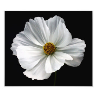 White Cosmos Photo Print Fototryck