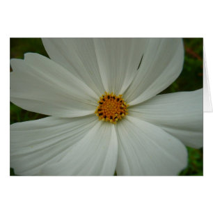 White Cosmos Summer Wildblomma Blommigt Hälsningskort
