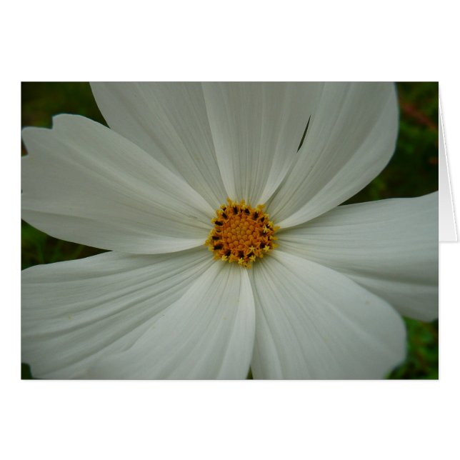 White Cosmos Summer Wildblomma Blommigt Hälsningskort (Framsidan Horizontal)