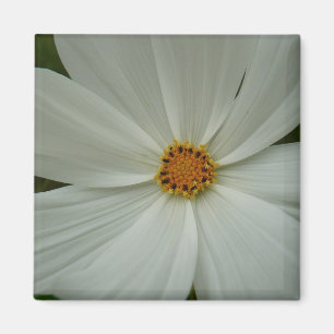 White Cosmos Summer Wildblomma Blommigt Magnet