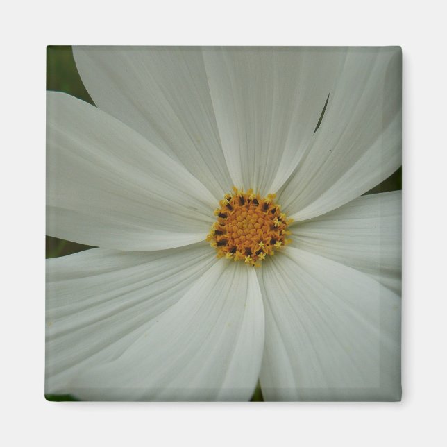 White Cosmos Summer Wildblomma Blommigt Magnet (Framsidan)
