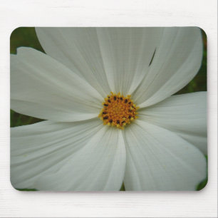 White Cosmos Summer Wildblomma Blommigt Musmatta