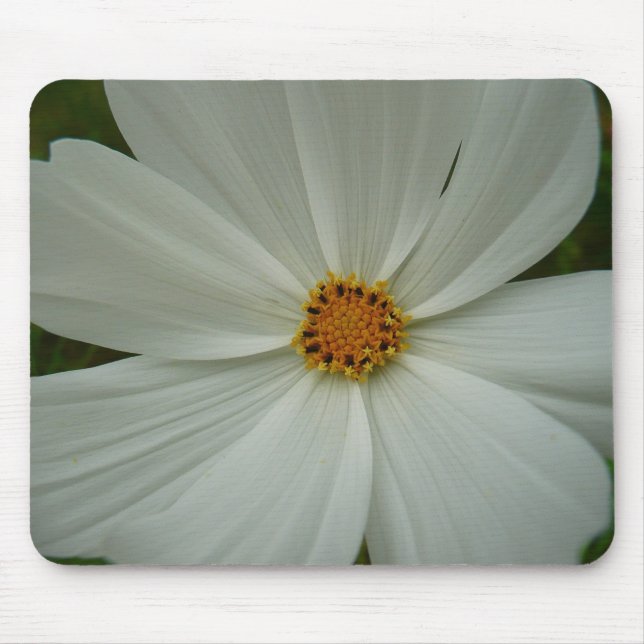 White Cosmos Summer Wildblomma Blommigt Musmatta (Framsidan)