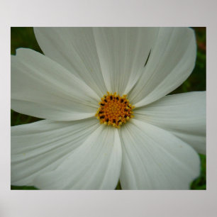 White Cosmos Summer Wildblomma Blommigt Poster