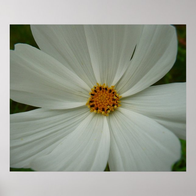White Cosmos Summer Wildblomma Blommigt Poster (Framsidan)