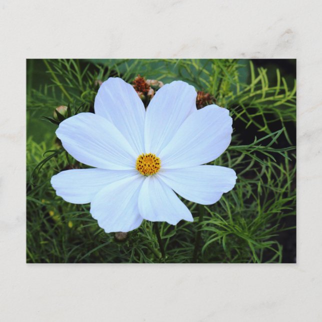 White Cosmos Vykort (Framsida)