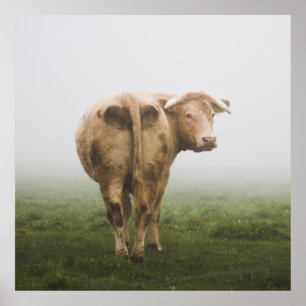 White Cow Bull tittar tillbaka i Foggy Fält Poster