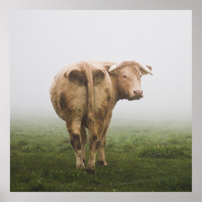 White Cow Bull tittar tillbaka i Foggy Fält Poster (Framsidan)
