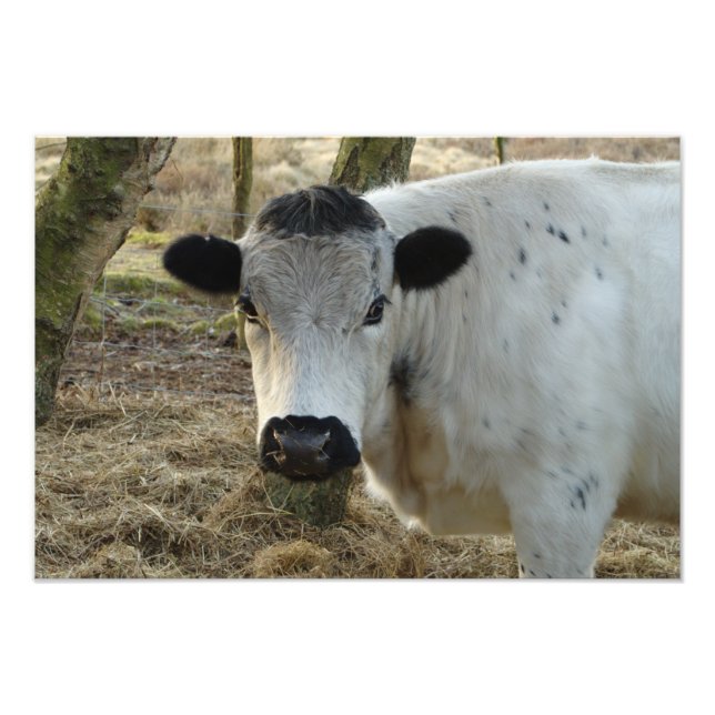 White Cow Porträtt Fototryck (Framsidan)