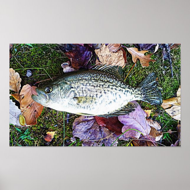White Crappie Poster (Framsidan)