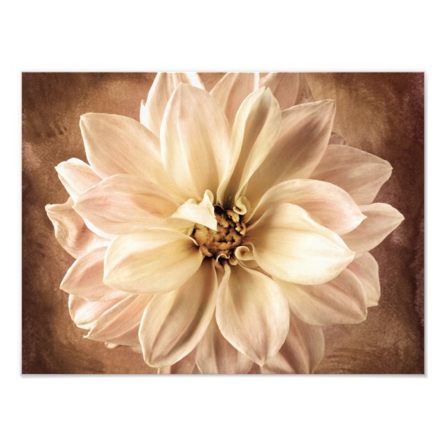 White, Cream, Brown Dahlia Background Customized Fototryck (Framsidan)