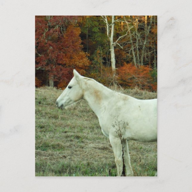 White Cream Horse på hösten Fält Vykort (Framsida)