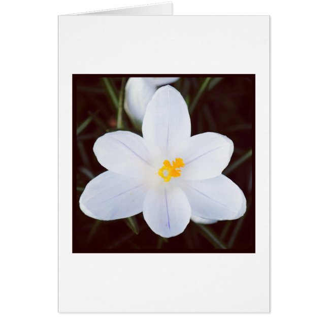 White Crocus Hälsningskort (Framsidan)