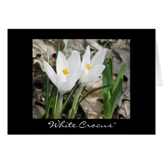 'White Crocus' OBS Kort