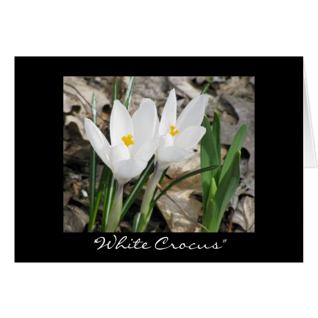 'White Crocus' OBS Kort (Framsidan Horizontal)