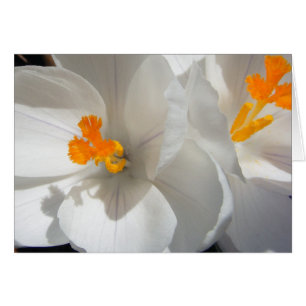 White Crocus OBS Kort