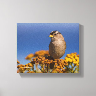 White-Crowned Sparrow Sitta på Tansy Canvastryck