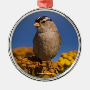 White-Crowned Sparrow Sitta på Tansy Julgransprydnad Metall