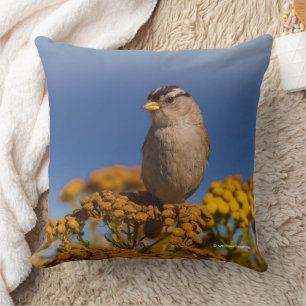 White-Crowned Sparrow Songbird Sitta på Tansy Kudde