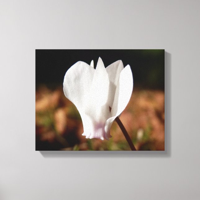 White Cyclamen Kanvastryck (Framsida)