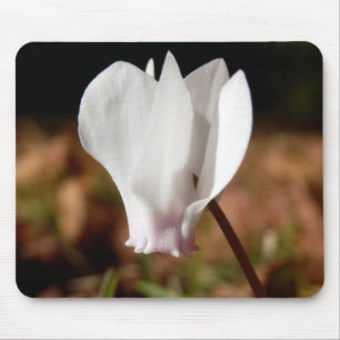 White Cyclamen Musmatta