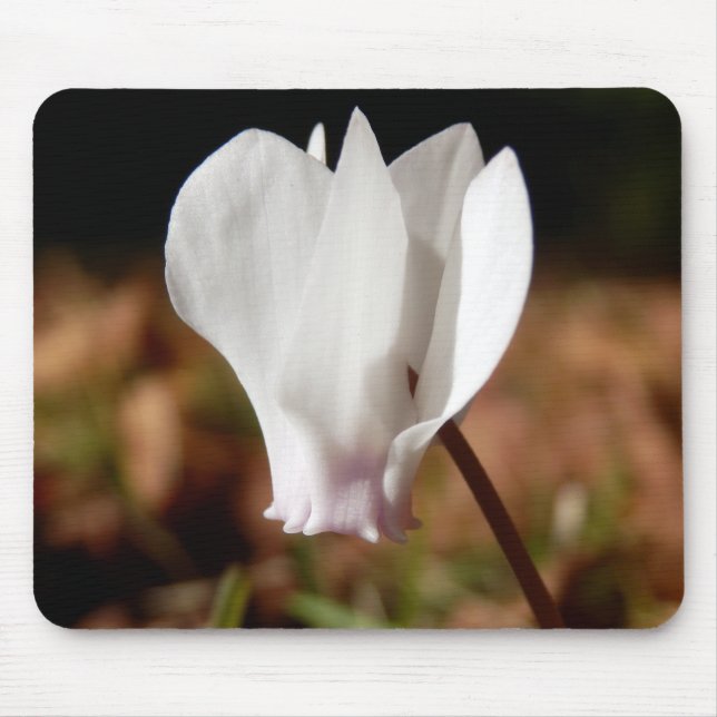 White Cyclamen Musmatta (Framsidan)