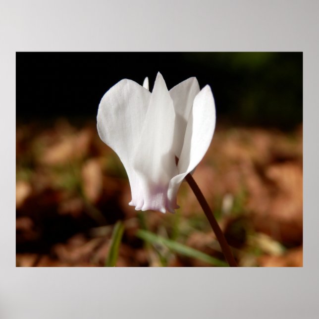 White Cyclamen Poster (Framsidan)