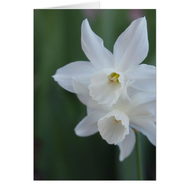 White Daffodil Hälsningskort (Framsidan)