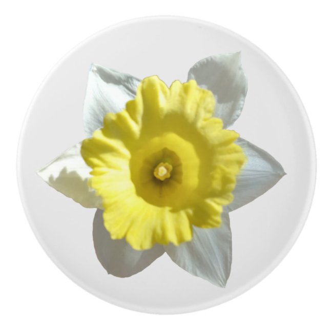 White Daffodil  Knopp (Framsidan)