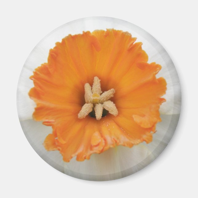 White Daffodil Magnet (Framsidan)