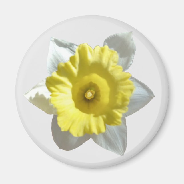 White Daffodil Magnet (Framsidan)