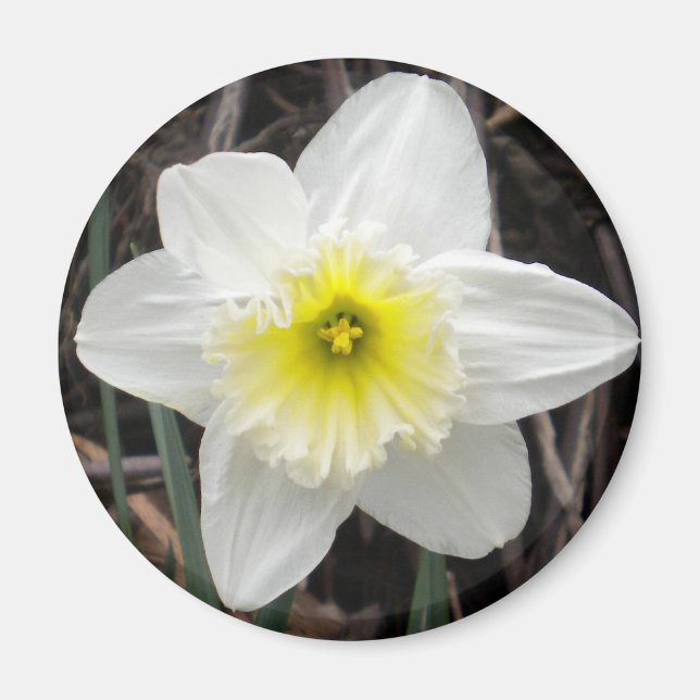 White Daffodil Magnet (Framsidan)