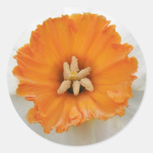 White Daffodil Sticker Runt Klistermärke