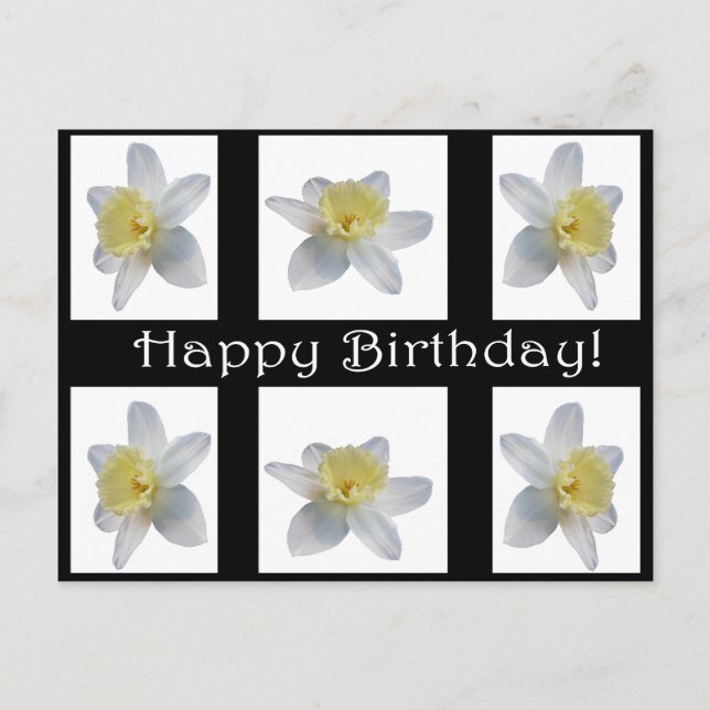 White Daffodil Vykort (Framsida)