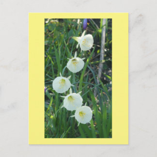 White Daffodils Arctic Bells DIY Postcard Helg Vykort