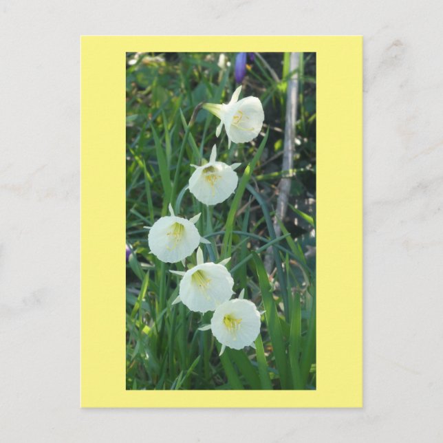 White Daffodils Arctic Bells DIY Postcard Helg Vykort (Framsida)