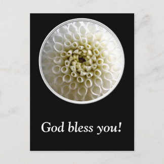 White Dahlia Close-up Vykort