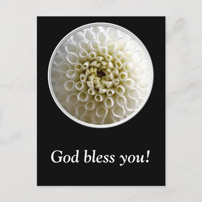 White Dahlia Close-up Vykort (Framsida)