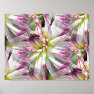 White Dahlia Flower Petals Abstrakt Poster