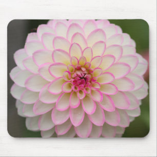 White Dahlia med rosa av fälgblomma Musmatta