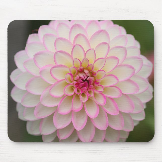 White Dahlia med rosa av fälgblomma Musmatta (Framsidan)
