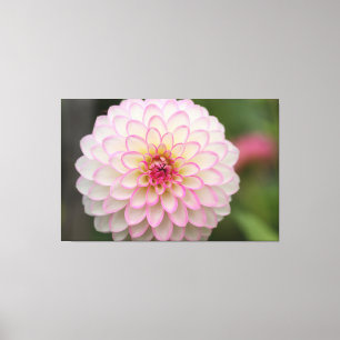 White Dahlia med rosa fälg Flower Canvastryck