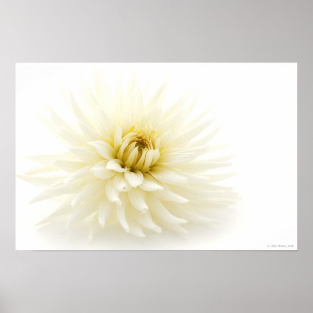 White Dahlia Poster (Framsidan)