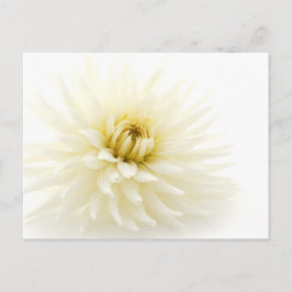 White Dahlia Vykort
