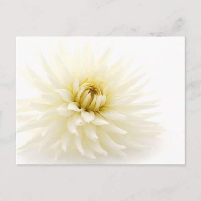 White Dahlia Vykort (Framsida)