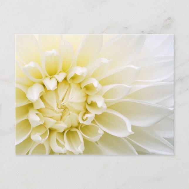 White Dahlia Vykort (Framsida)