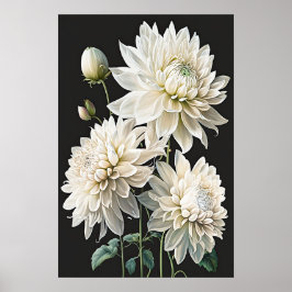 White Dahlias Flower Art Print Poster
