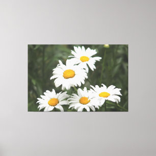 White Daisy Flowers Canvastryck
