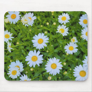 White Daisy Garden Musmatta
